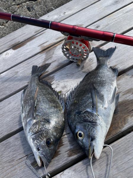 クロダイ落とし込み