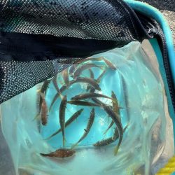 アジしか勝たん