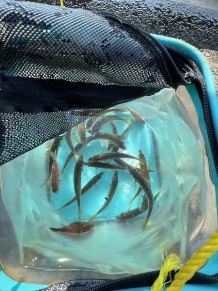 アジしか勝たん