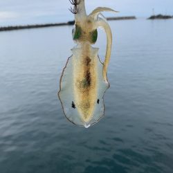 高浜アオリイカ新子調査。