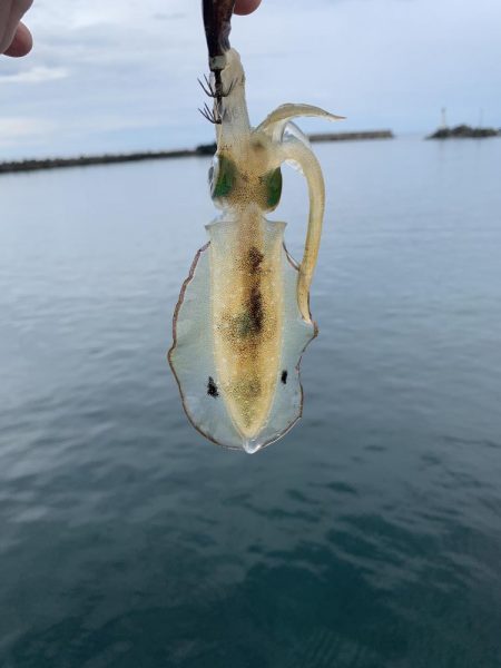 高浜アオリイカ新子調査。