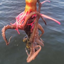 そろそろタコは終盤?