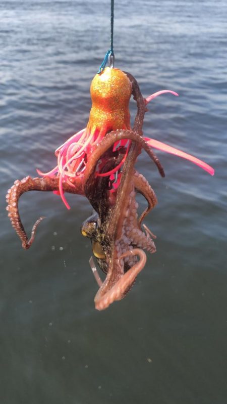 そろそろタコは終盤?