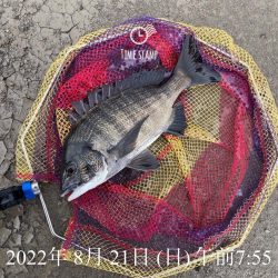 泉大津ヘチ釣り