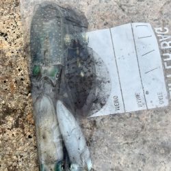 アオリの新子ちゃん