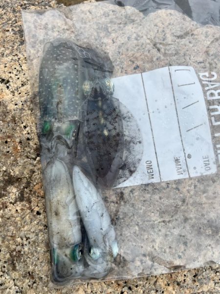 アオリの新子ちゃん