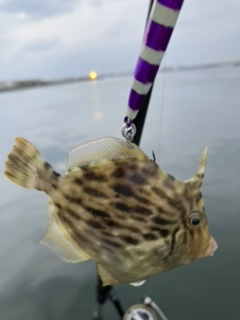 ジグサビキング