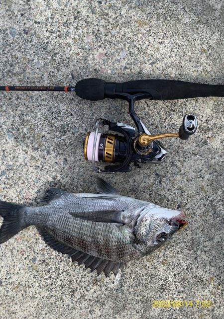 キジハタからの