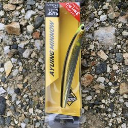 鮎イング>* ))))><