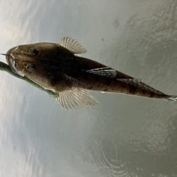 宮津マゴチ祭り