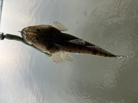 宮津マゴチ祭り