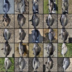 イチノ兄弟、釣果！