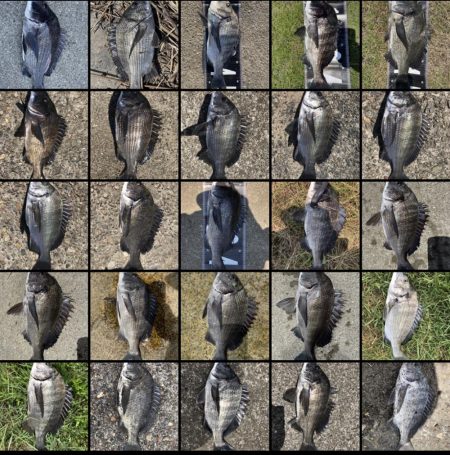 イチノ兄弟、釣果！