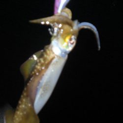 エギング　コロッケサイズ