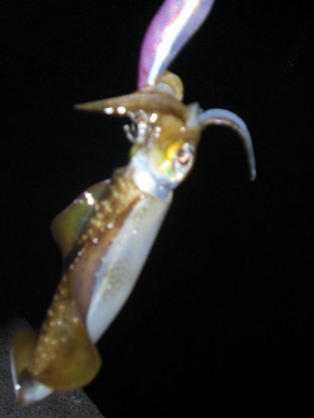 エギング　コロッケサイズ