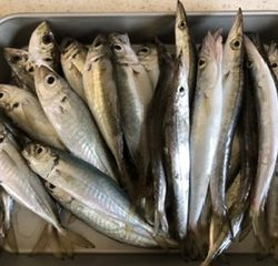 ライトショアジギング