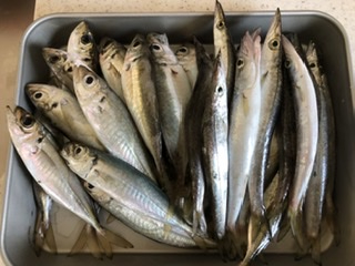 ライトショアジギング