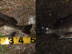 プラッギングメインでチニング