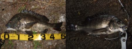 プラッギングメインでチニング