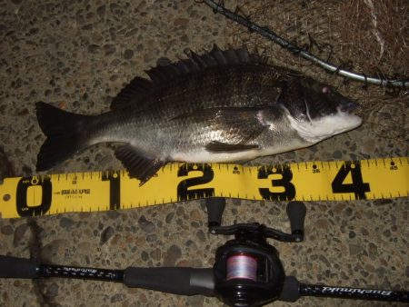 ベイトタックルでチニング