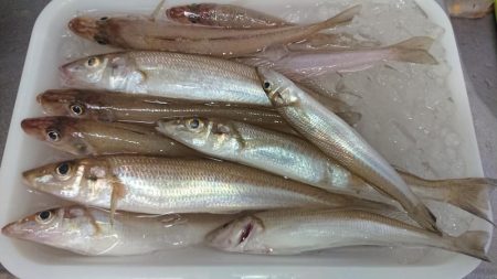 秋田のキスはデカい