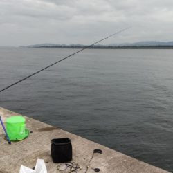 尺アジ、サバとおチヌ様