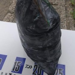 エギングシーズン開幕