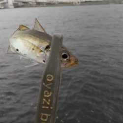 アジ釣り