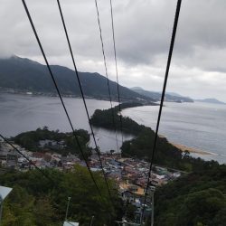 新子アオリイカ