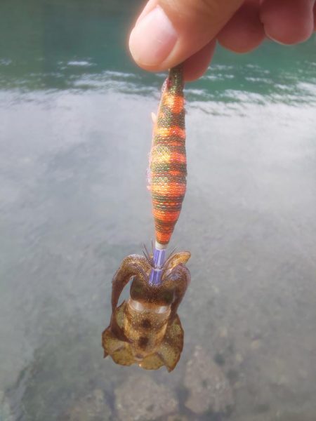 大剣先とミニシオ