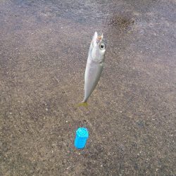 ファミリーフィッシング