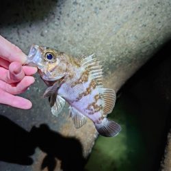 メバル多しもフグ多数