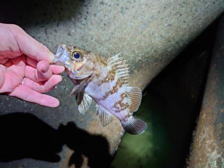 メバル多しもフグ多数