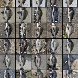 イチノ兄弟、釣果！