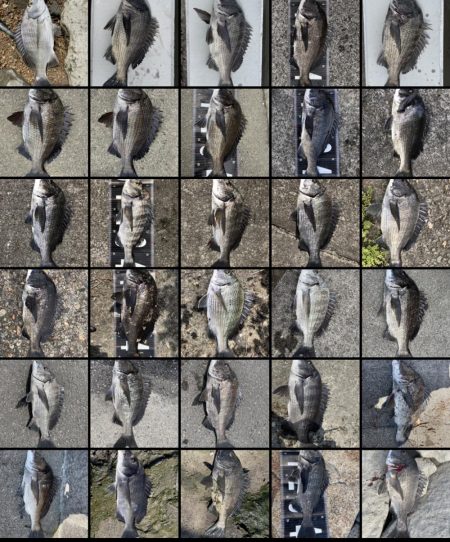 イチノ兄弟、釣果！