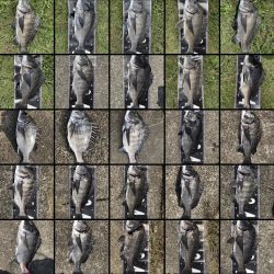 イチノ兄弟、釣果！