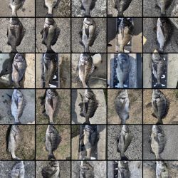 イチノ兄弟、釣果!