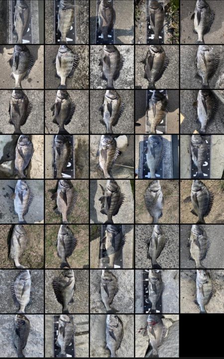 イチノ兄弟、釣果!