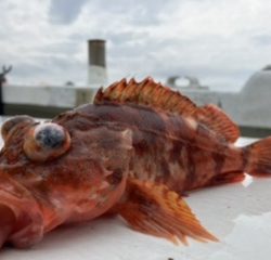 三邦丸さん早朝便