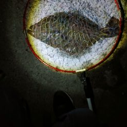 久しぶりのヒラメ～