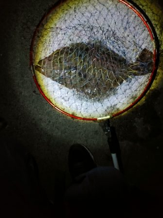 久しぶりのヒラメ～