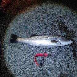 久しぶりに2匹のシーバス