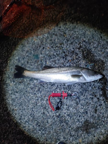 久しぶりに2匹のシーバス