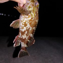 エギングとジグ単