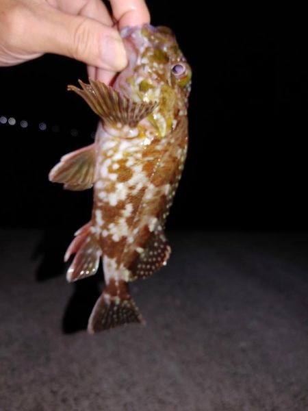 エギングとジグ単