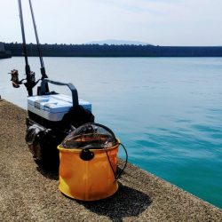 今日もカマス入れ喰い