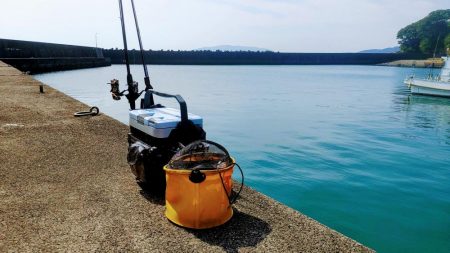 今日もカマス入れ喰い