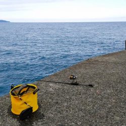 アジング、ギンガメアジと太刀魚