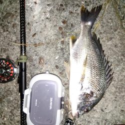 青虫投下してみました