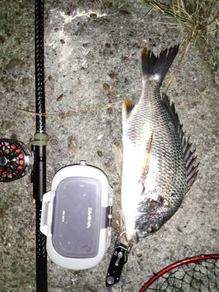 青虫投下してみました